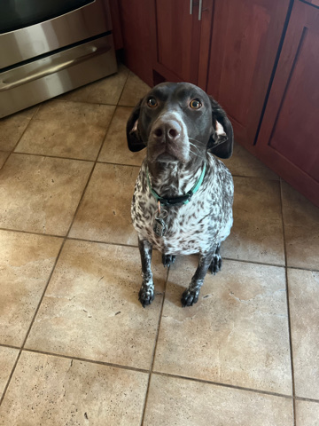 German Shorthaired Pointer – Sweet and Lovable  German Shorthaired Pointer