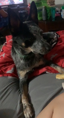 Australian Cattle Dog – Australian cattle dog - 1k