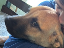 Mixed Breed – Friendly Mixed Breed Dog for Rehoming – 1 Year Old – Dunkirk
