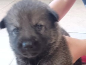 Shepsky Puppies – Lake City