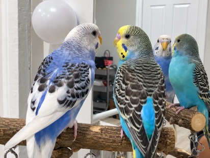 Parakeet – Two Friendly Parakeets with Cage and Accessories – Unionville