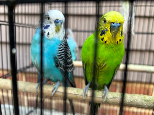 Budgerigar – 4 parakeets ( 2 green and 2 blue) with large cage.