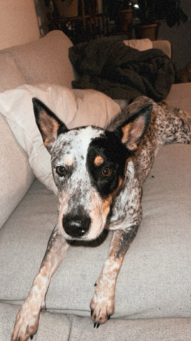 Australian Cattle Dog – Needs a home