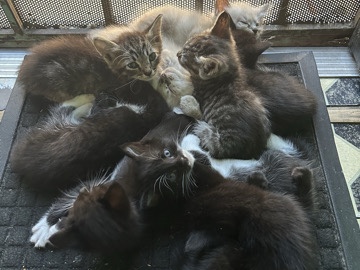 kittens – Lynwood