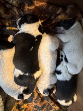Australian Cattle Dog – Australian Cattle dog/Blue heeler puppies for sale – San Jose