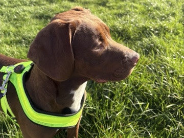 English Cocker Spaniel – Rolo cockerdor male for sale – Birmingham