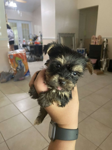 Yorkshire Terrier – Yorkies