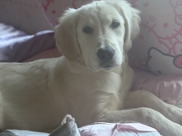 Golden Retriever – English Cream Golden Retriever – Colorado Springs