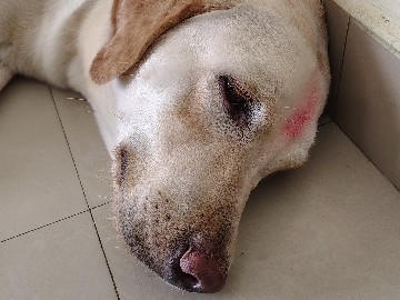 Labrador Retriever – Friendly & Healthy Dog Looking for a Caring Home 🏡🐾 – Bengaluru