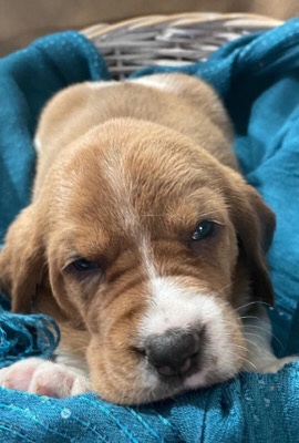 Hanover Hound – Dog needs new Owner