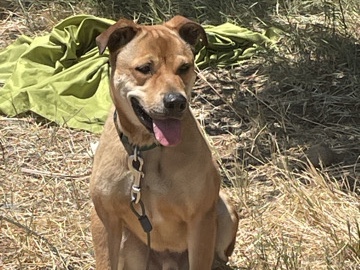 German Shepherd – Scooby (neutered male) – Moreno Valley