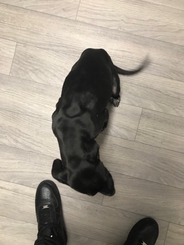 lab mix wit pit