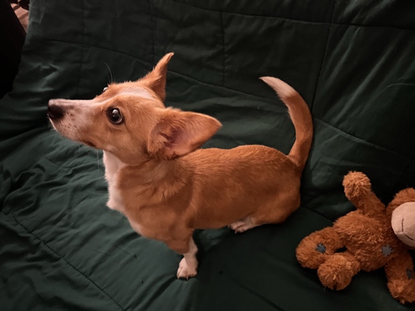 Corgi-Boston terrier mix (Corky) – San Antonio