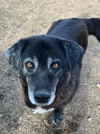 Amber looking for a home