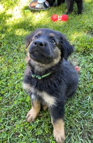 German Shepherd – Long haired German shepherd (pure breed) mix