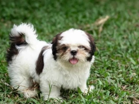 Shih Tzu – Shihtzu Toy Breed Dog – Pune