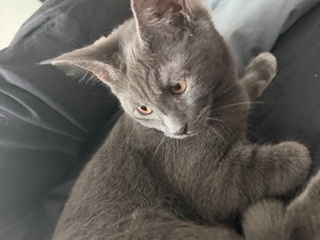 British Shorthair – Bkh x maine-coon mix – Waldsolms