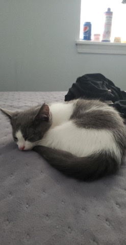 cat