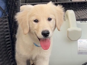Golden Retriever – Yuki – Groton