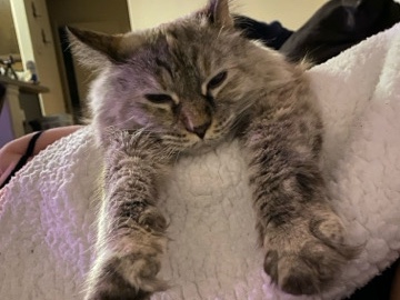 Siamese – lynx point colorpoint shorthaired mix – Idaho Falls