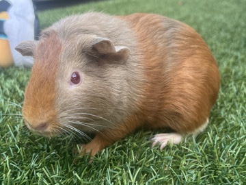 Guinea pigs 