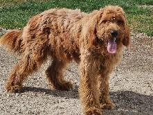 Poodle – Golden doodle for sale