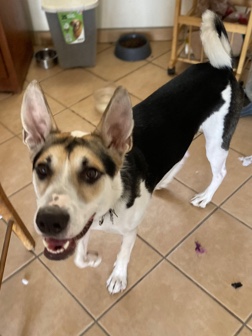 Labrador Husky – Husky Mix
