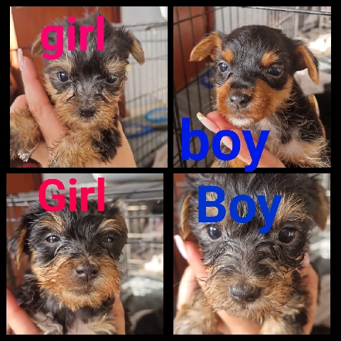 Yorkshire Terrier – Yorkshire terrier puppies