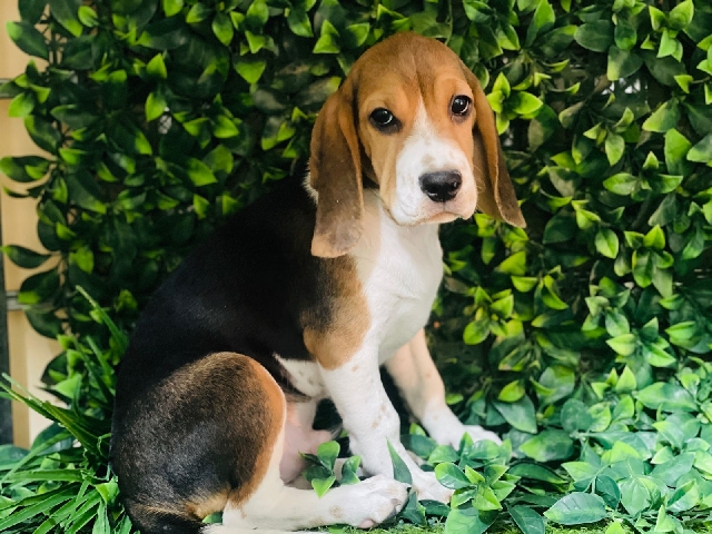 Beagle - Beagle Male puppy Available  available for adoption in Sharjah