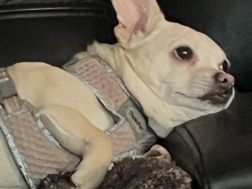 Chihuahua – Friendly Chihuahua Available for Rehoming in Taylorsville – Sandy