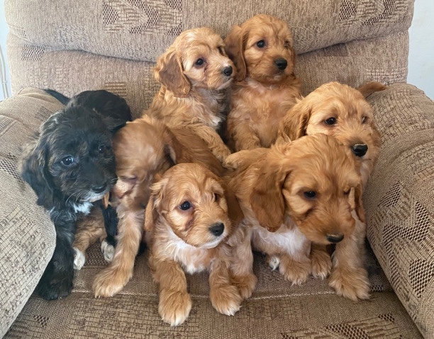 cockerapoos for sale
