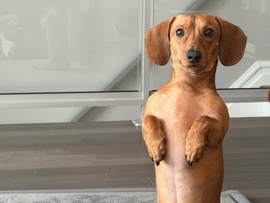 Dachshund – Sweet Dachshund Needs a New Home – Edgewater