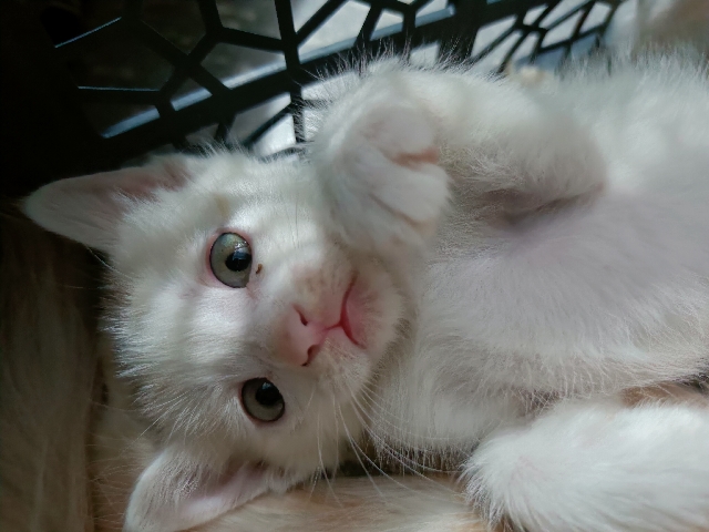 Persian kittens