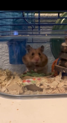 Any – Free hamster