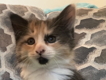 Long haired female Calico – Watervliet
