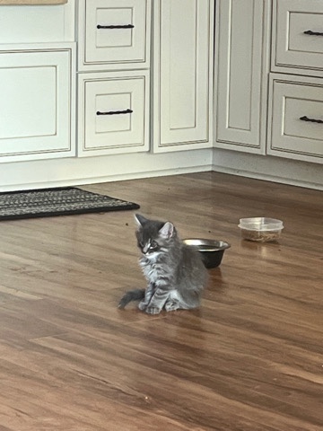 cute & cuddly kittens