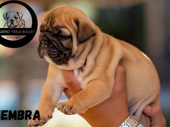 Olde English Bulldogge – bulldog inglés exóticos – Zitácuaro