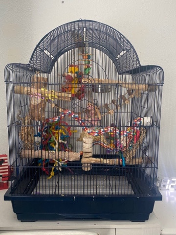 green cheek conure