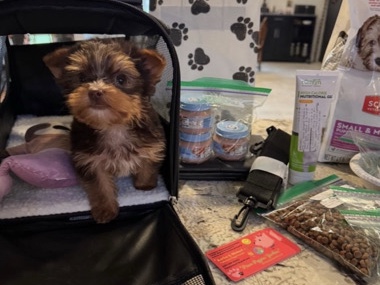 Maltese – adorable potty trained – Milwaukee