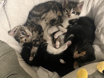 American Shorthair - cat and kittens available for adoption in Potts Hill