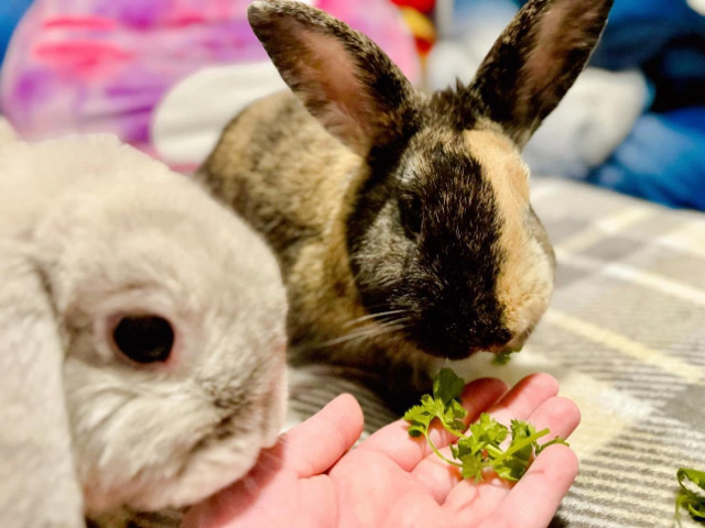 Harlequin – I need to rehome my two bunnies ASAP