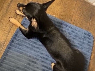Chihuahua – emergency Rehoming – Lawrenceville