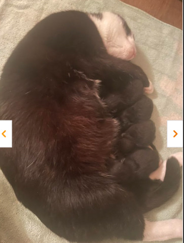 Bombay – 6 adorable kittens for sale
