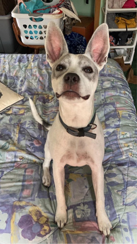Hawaiian Poi Dog – Rehoming Female Dog