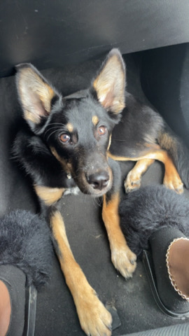 German Shepherd – ( haltom city ) puppy for sale