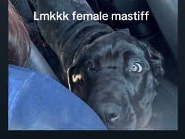 Mastiff – female – Santa Ana