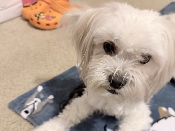 Mixed Breed – Handsome Tricolor 2 year old Adult male small dog – San Antonio