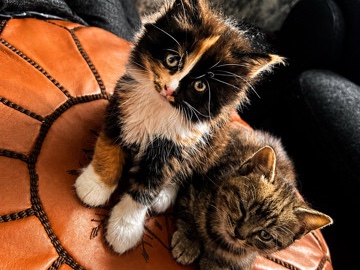 MIXED BREED ADORABLE KITTENS – Birmingham