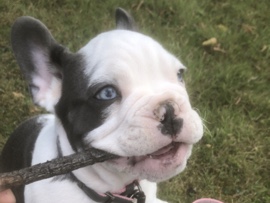French Bulldog – French Bulldog – Oxford