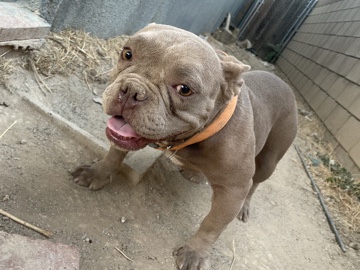 French Bulldog – pocket bully – Lancaster